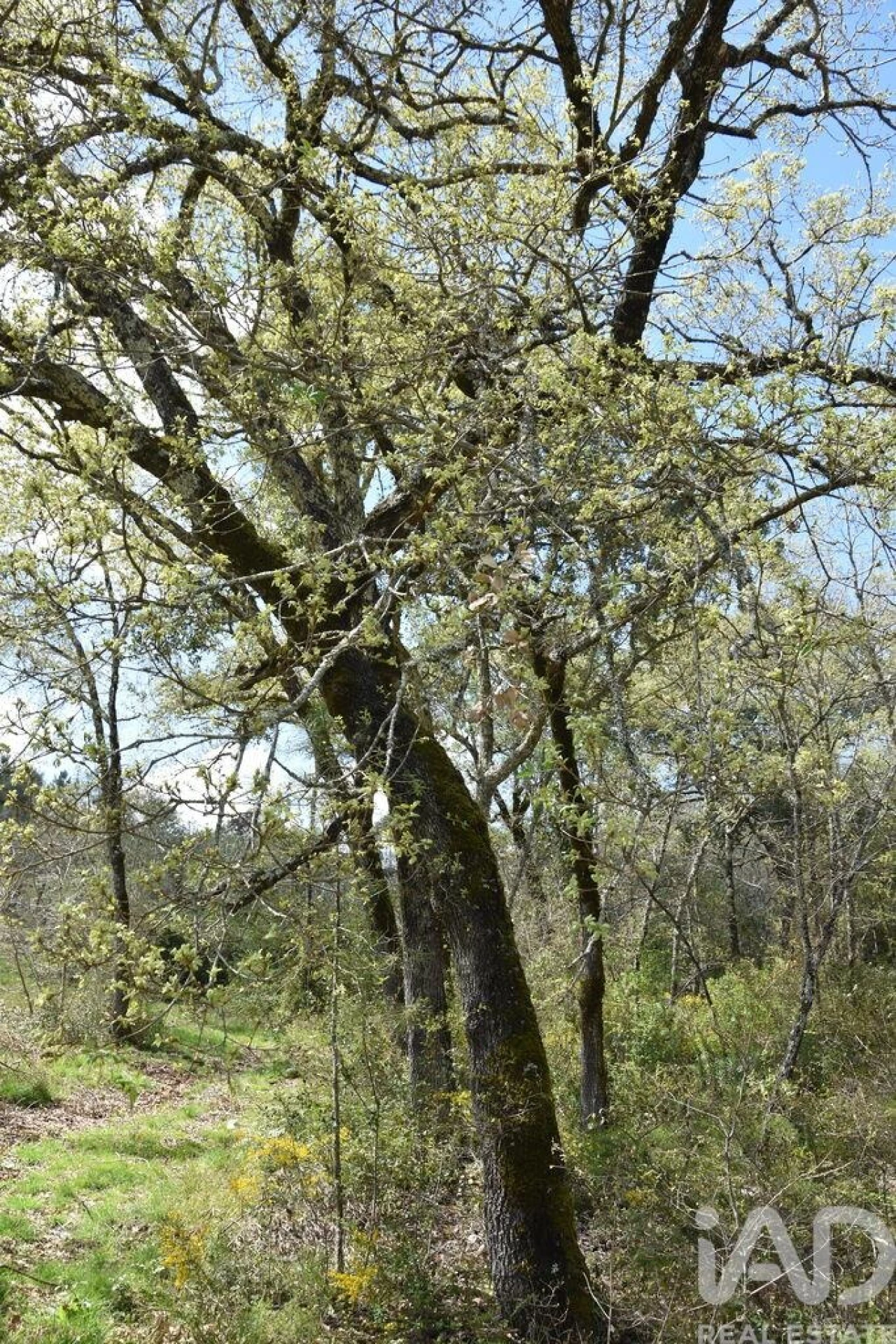 Terreno para Venda em Chãos Foto 26