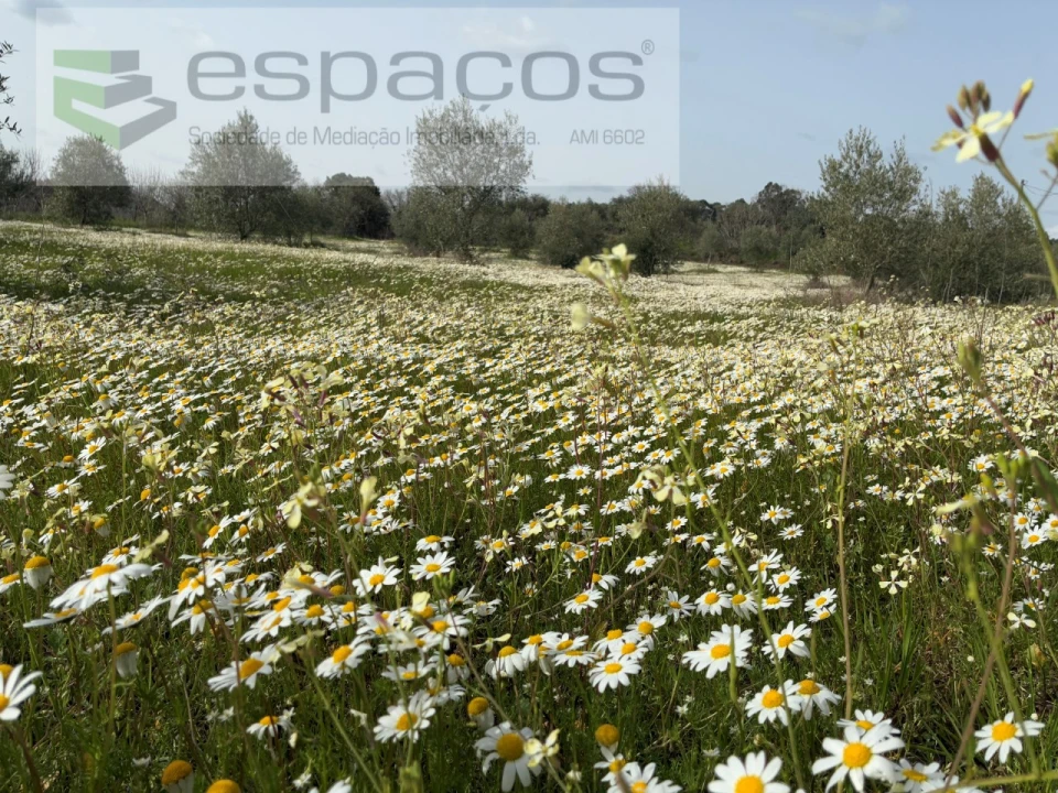 Terreno para Venda em Capinha Foto 7