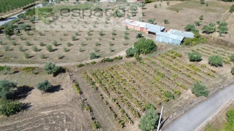 Terreno para Venda em Capinha