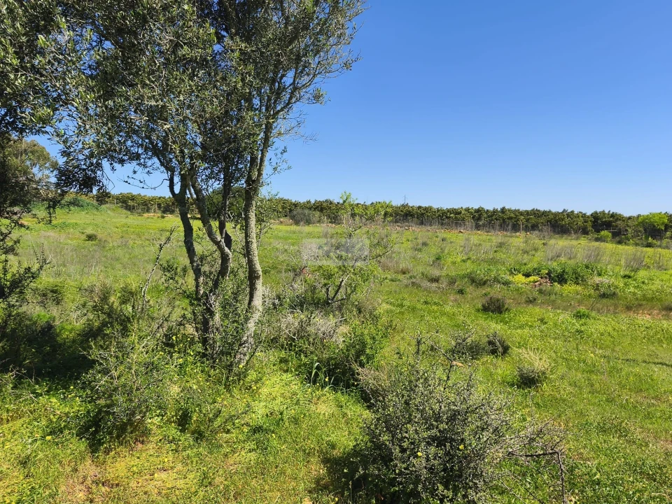 Quinta T3 para Venda em Luz Foto 8