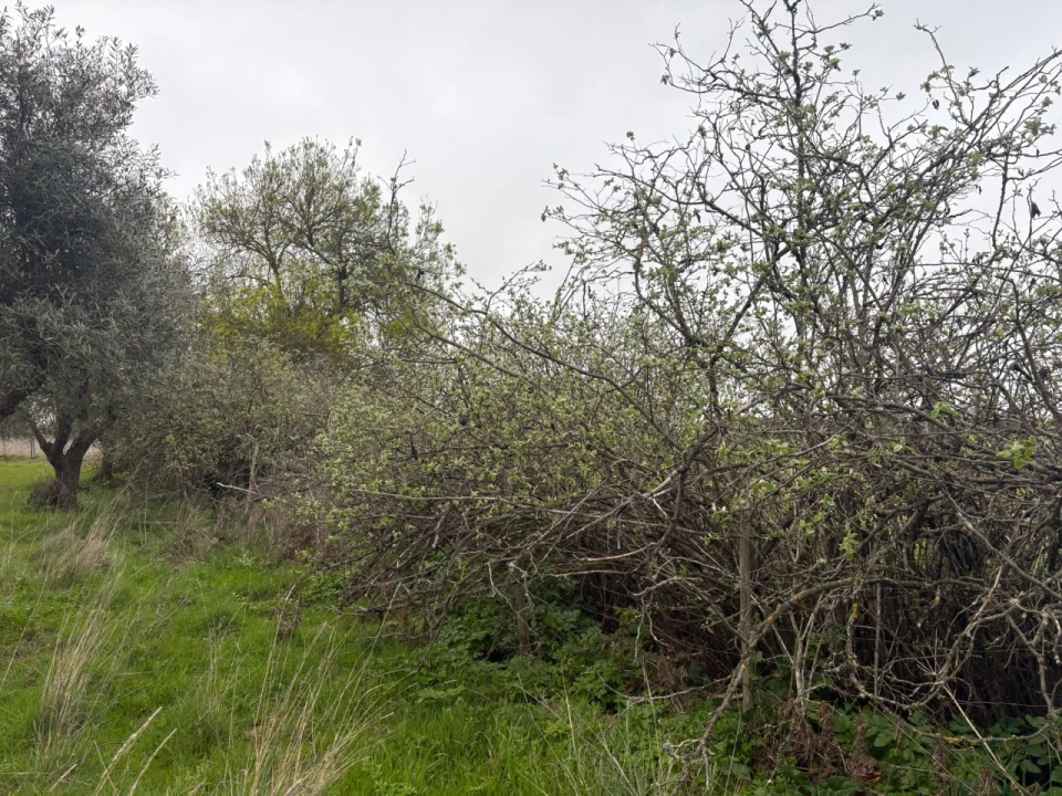 Terreno para Venda em Monforte Foto 7