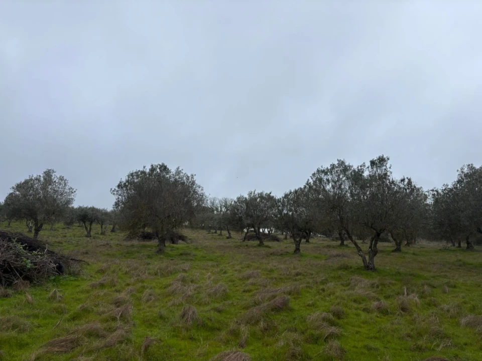 Terreno para Venda em Monforte Foto 9