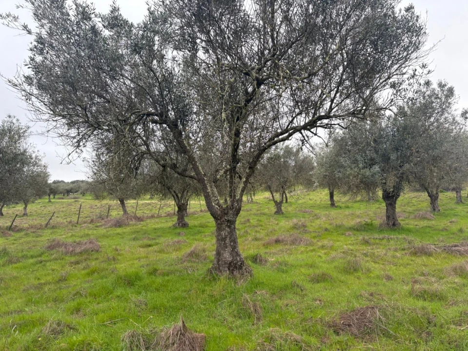 Terreno para Venda em Monforte Foto 10