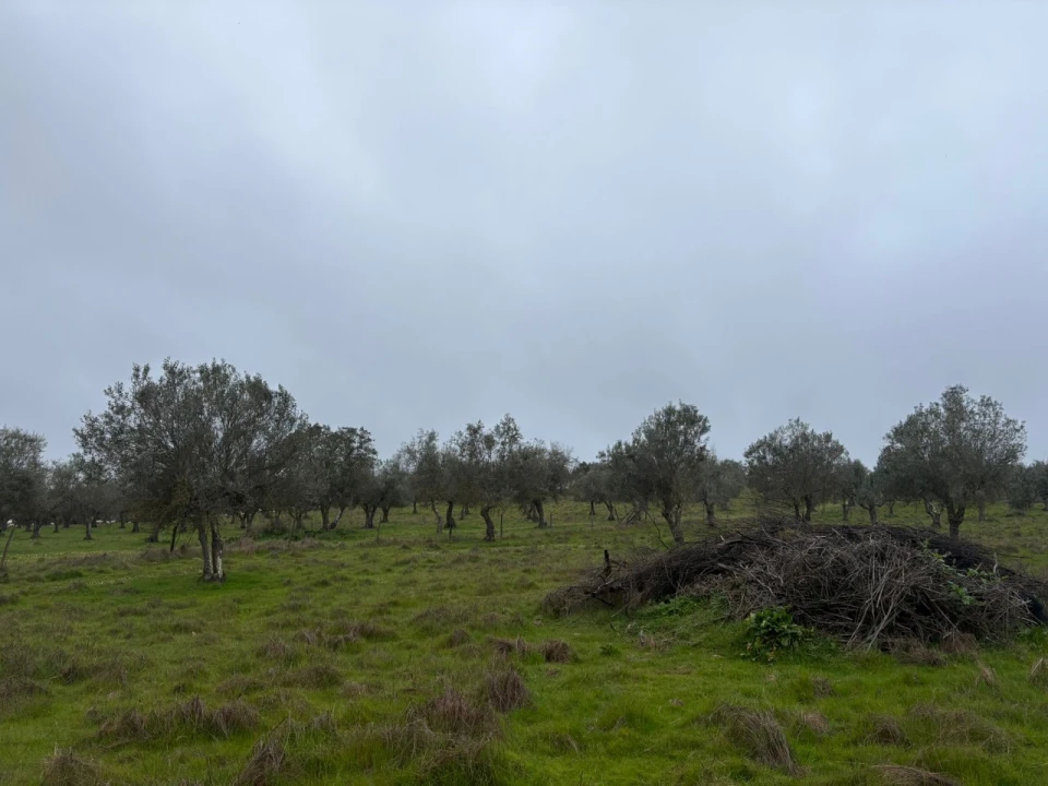 Terreno para Venda em Monforte Foto 11