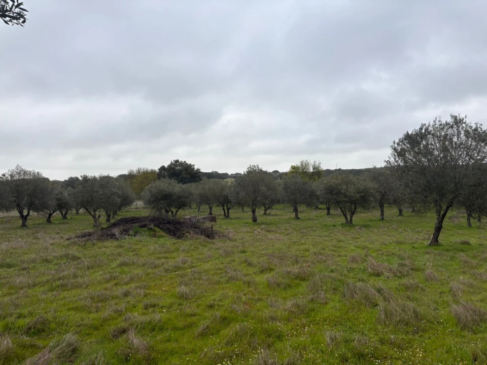 Terreno para Venda em Monforte Foto 12