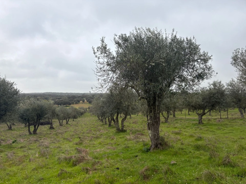 Terreno para Venda em Monforte Foto 3
