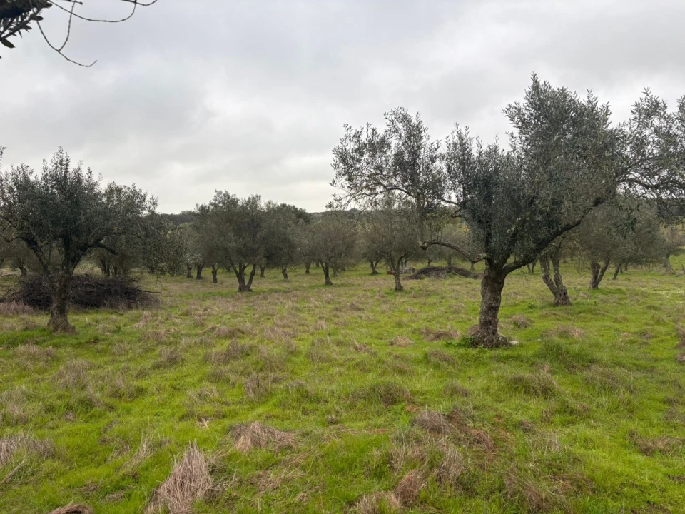 Terreno para Venda em Monforte Foto 15