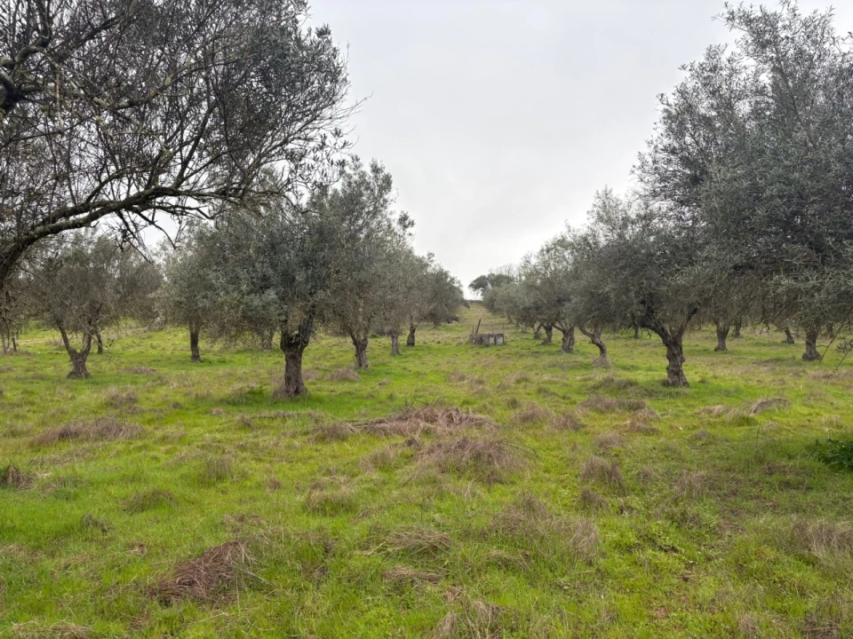 Terreno para Venda em Monforte Foto 4