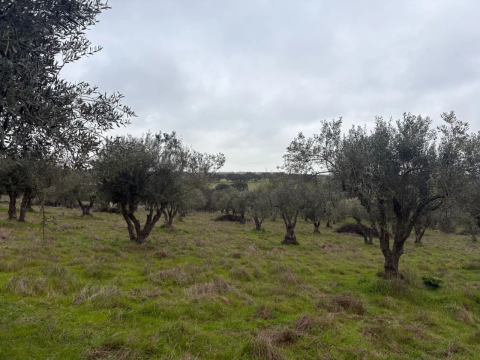 Terreno para Venda em Monforte Foto 16