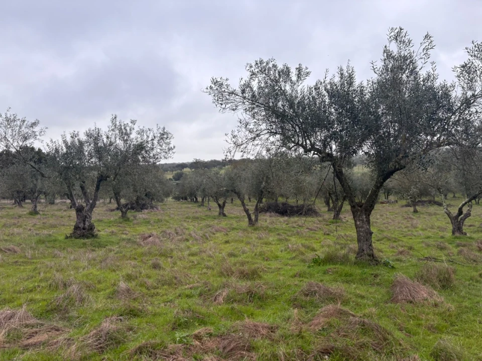 Terreno para Venda em Monforte Foto 17