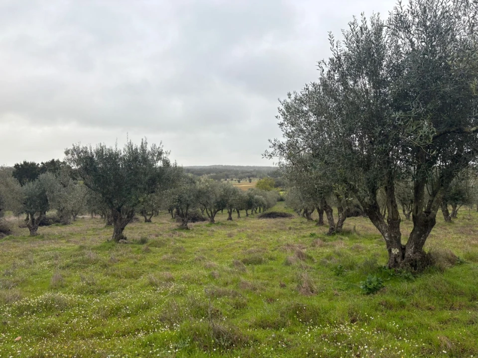 Terreno para Venda em Monforte Foto 20