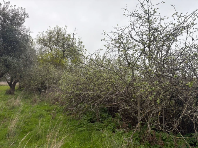 Terreno para Venda em Monforte Foto 7