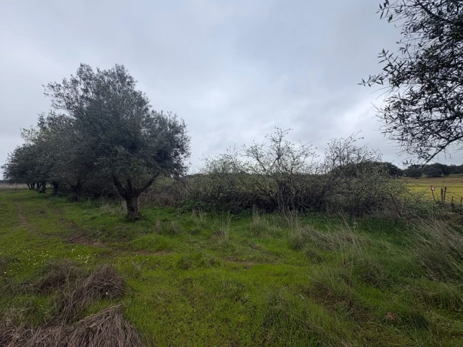 Terreno para Venda em Monforte Foto 8