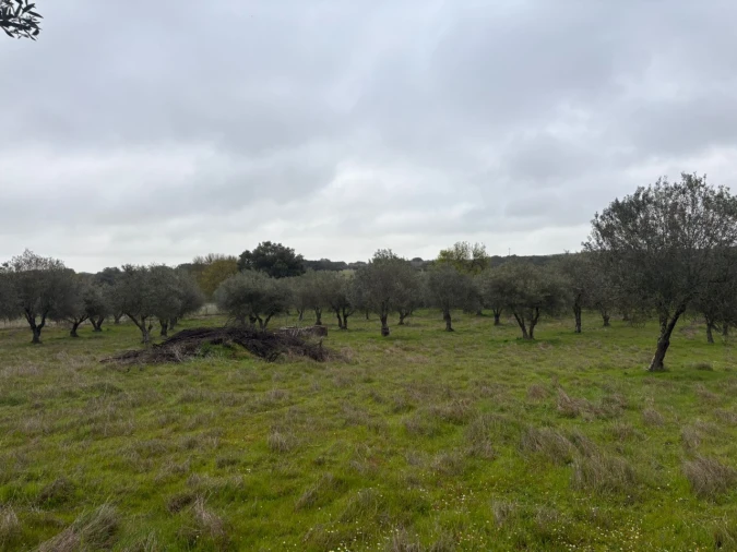Terreno para Venda em Monforte Foto 12
