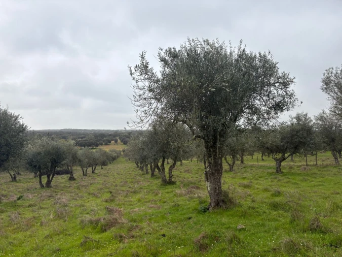 Terreno para Venda em Monforte Foto 3