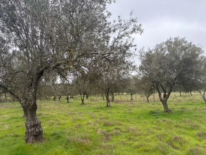 Terreno para Venda em Monforte Foto 13