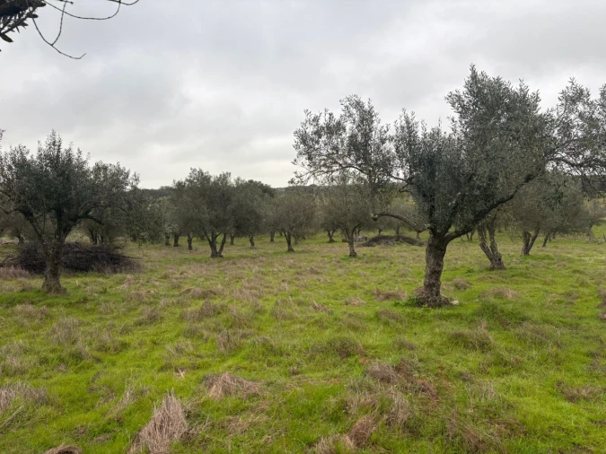 Terreno para Venda em Monforte Foto 15