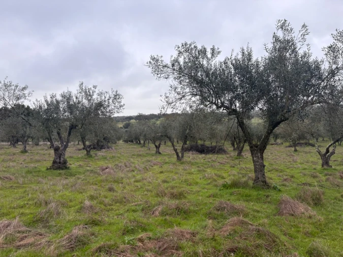 Terreno para Venda em Monforte Foto 17