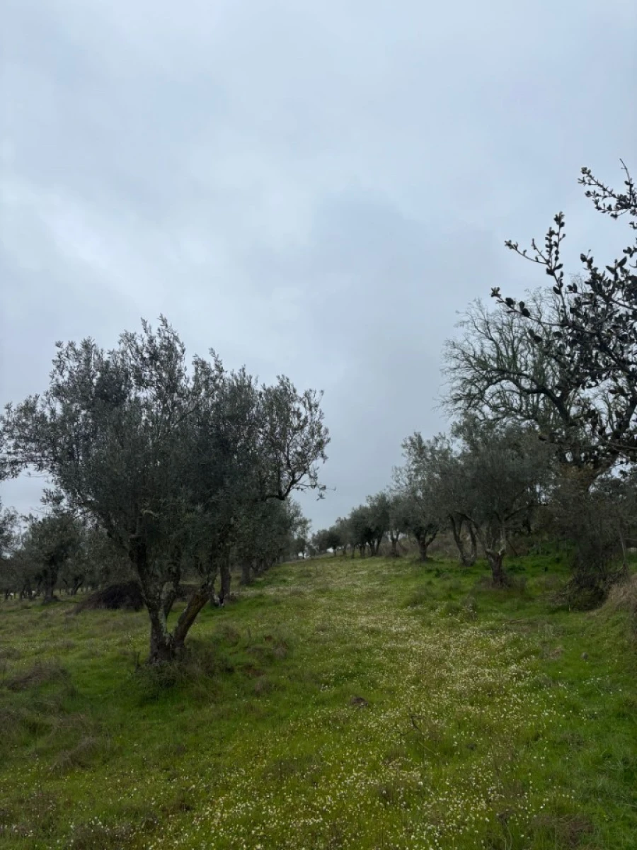 Terreno para Venda em Monforte Foto 18