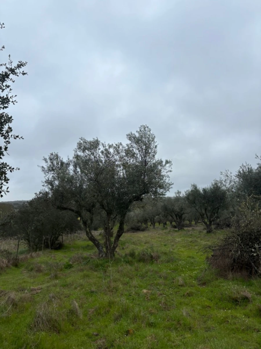 Terreno para Venda em Monforte Foto 21