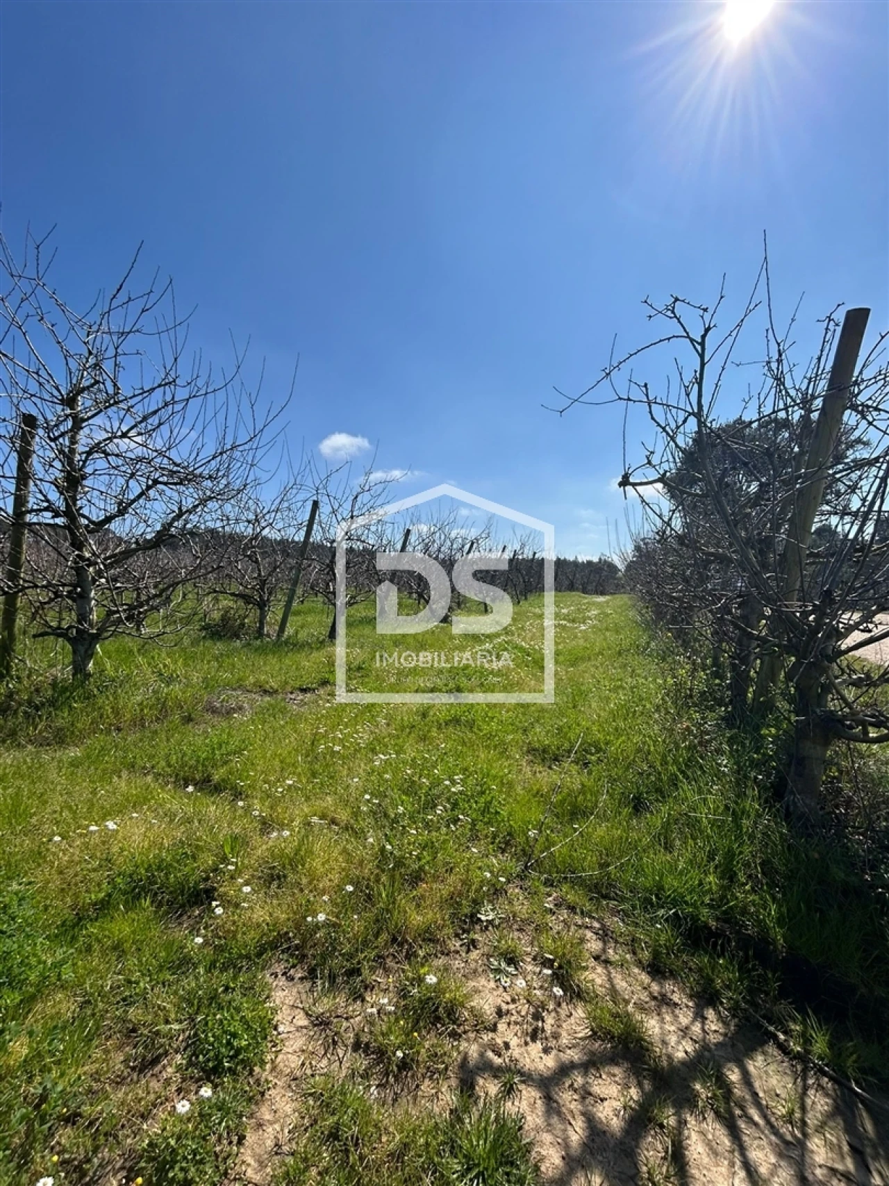 Terreno Agricola ou Rústico para Venda em Vimeiro Foto 3