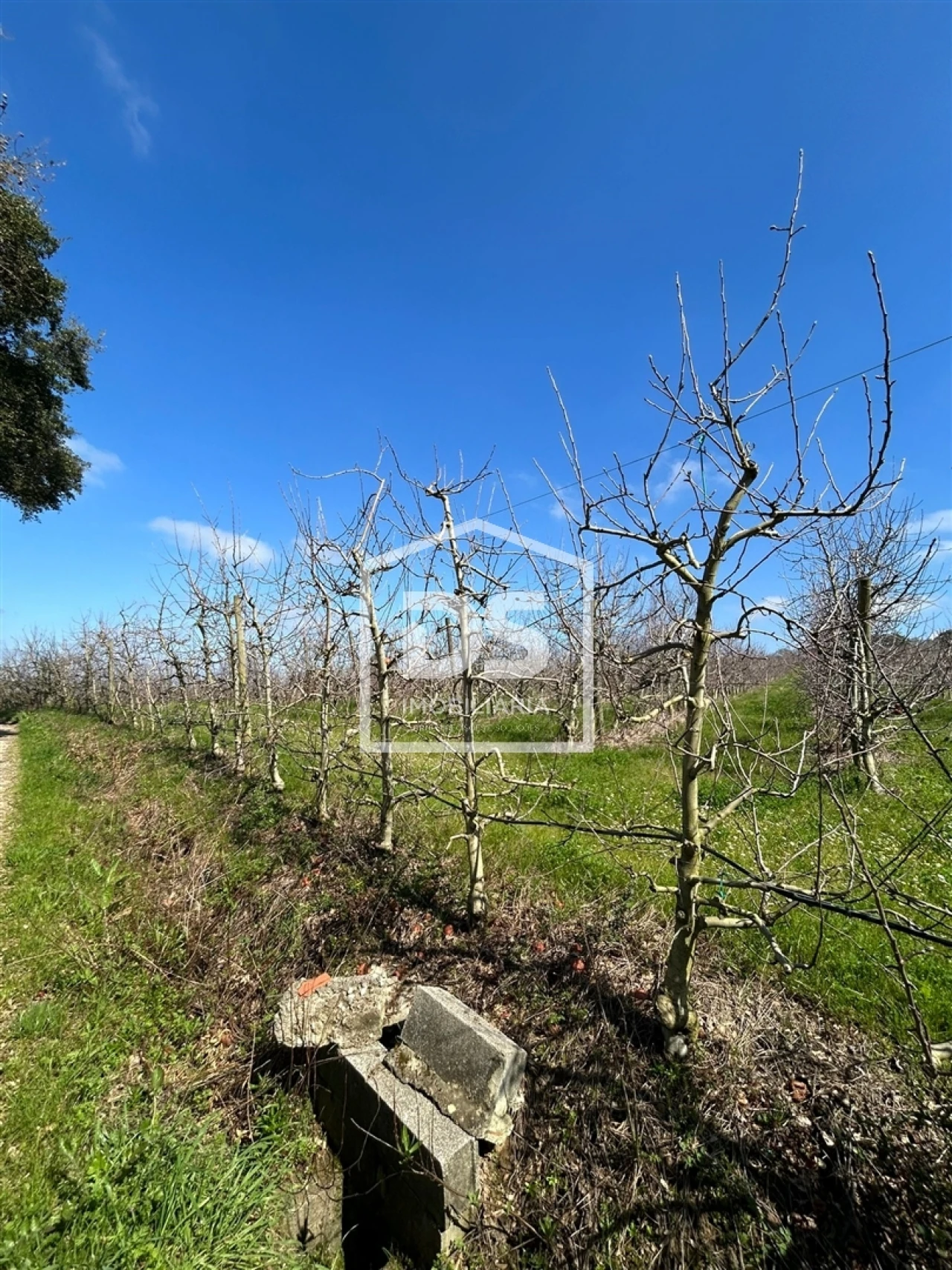 Terreno Agricola ou Rústico para Venda em Vimeiro Foto 2