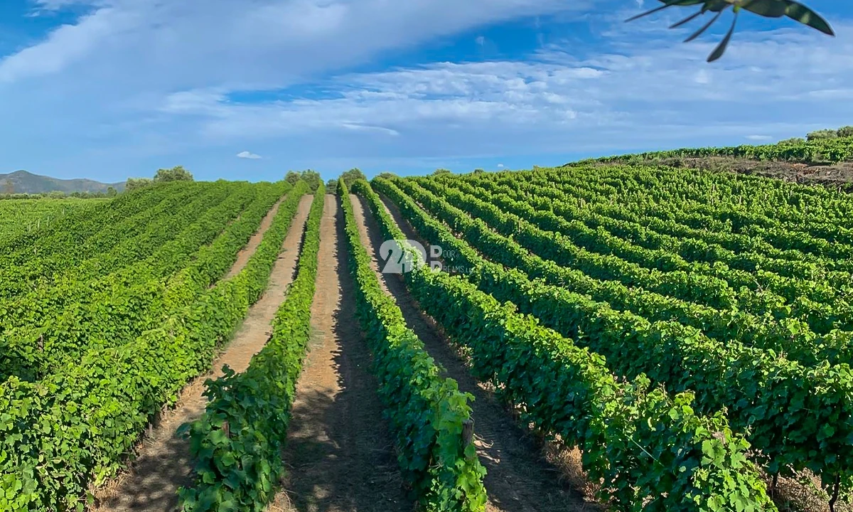 Terreno Agricola ou Rústico para Venda em Tabuaço Foto 2