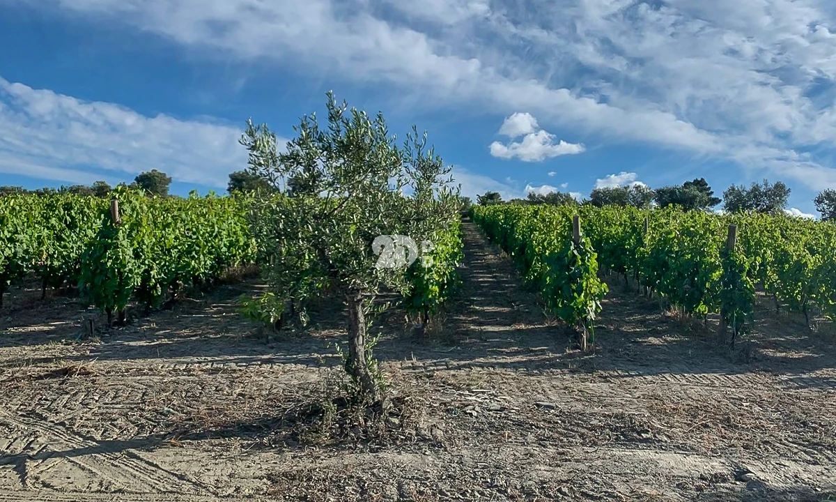 Terreno Agricola ou Rústico para Venda em Tabuaço Foto 7