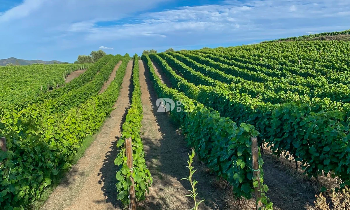 Terreno Agricola ou Rústico para Venda em Tabuaço Foto 1
