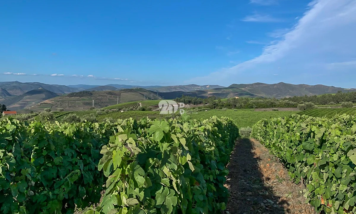 Terreno Agricola ou Rústico para Venda em Tabuaço Foto 5