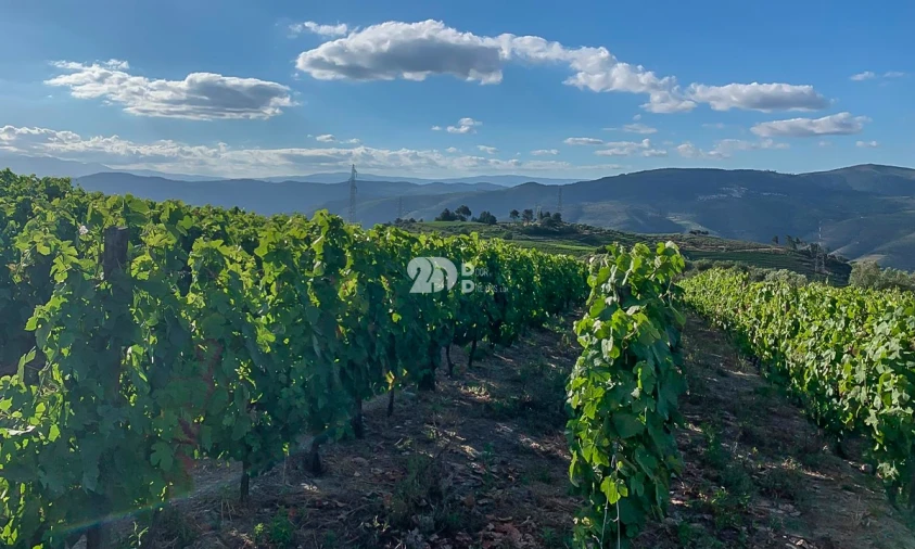 Terreno Agricola ou Rústico para Venda em Tabuaço Foto 6