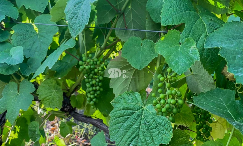 Terreno Agricola ou Rústico para Venda em Tabuaço Foto 3