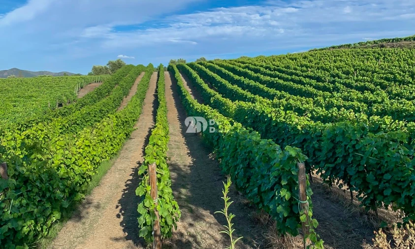 Terreno Agricola ou Rústico para Venda em Tabuaço Foto 1