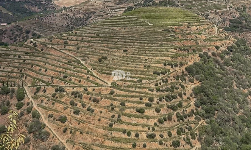 Terreno Agricola ou Rústico para Venda em Tabuaço Foto 10