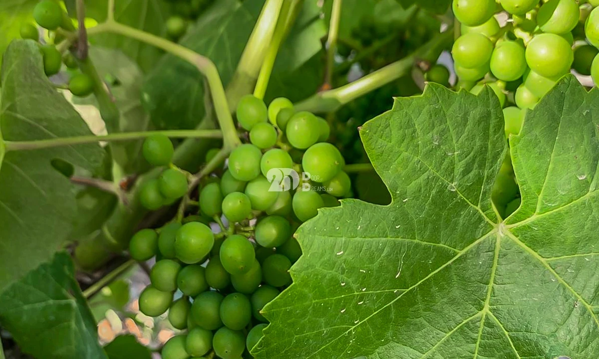 Terreno Agricola ou Rústico para Venda em Tabuaço Foto 4