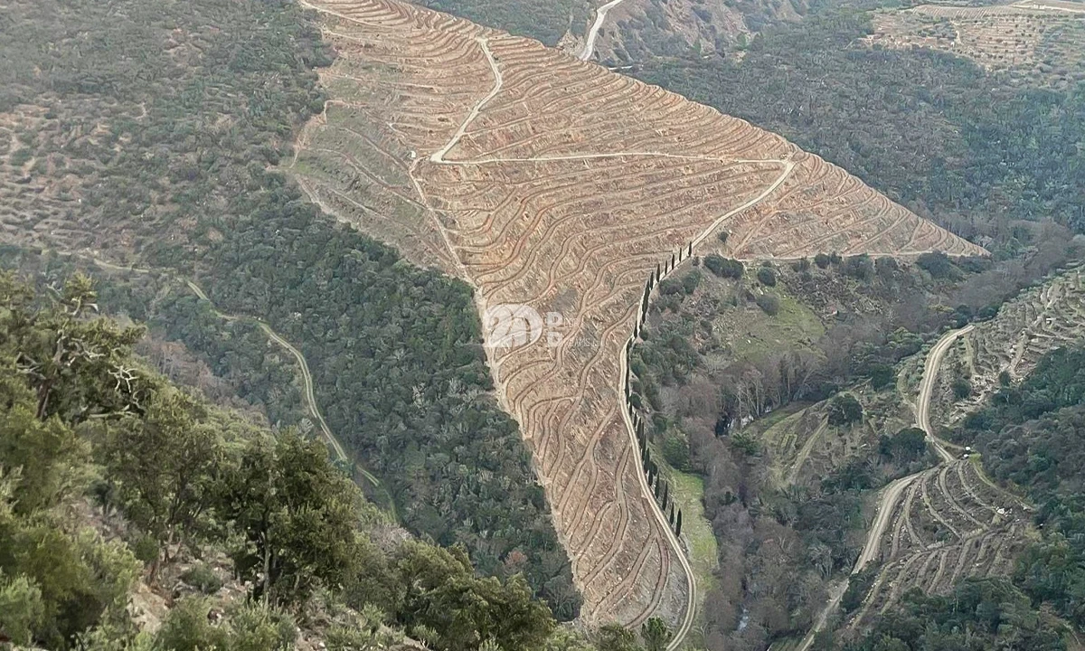 Terreno Agricola ou Rústico para Venda em Tabuaço Foto 9