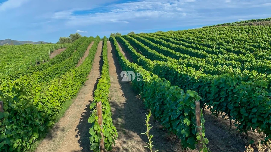 Terreno Agricola ou Rústico para Venda em Tabuaço
