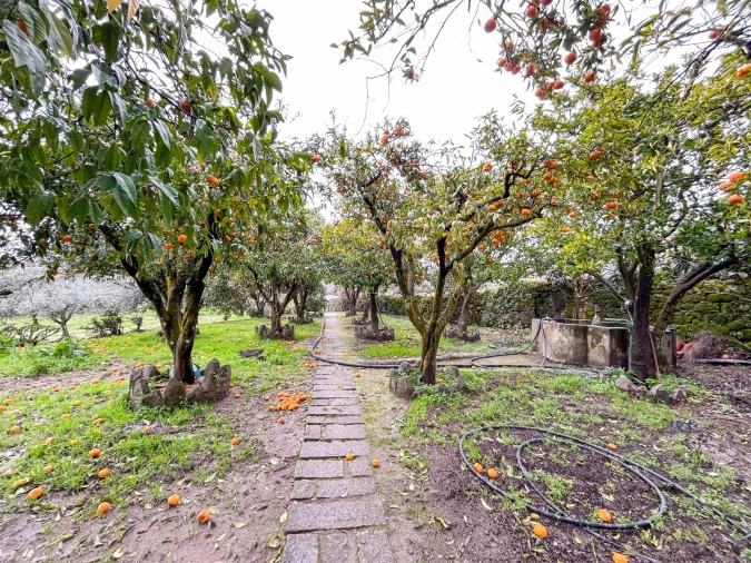 Quinta T3 para Venda em Castelo Branco Foto 22