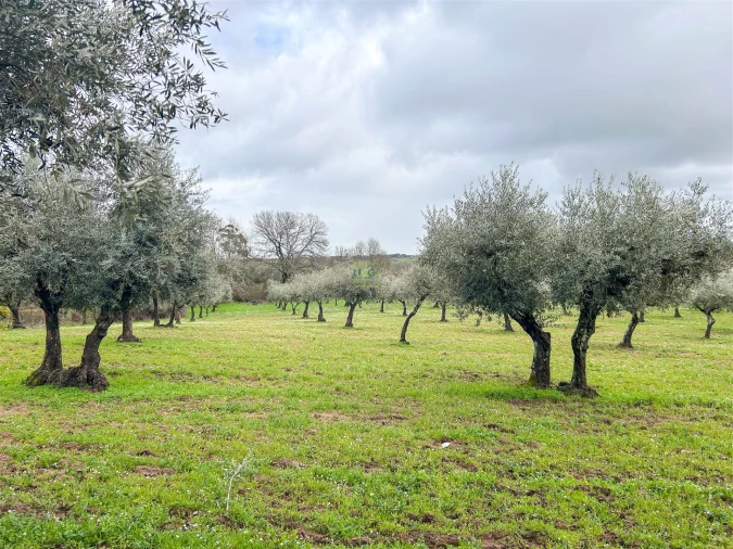 Quinta T3 para Venda em Castelo Branco Foto 17