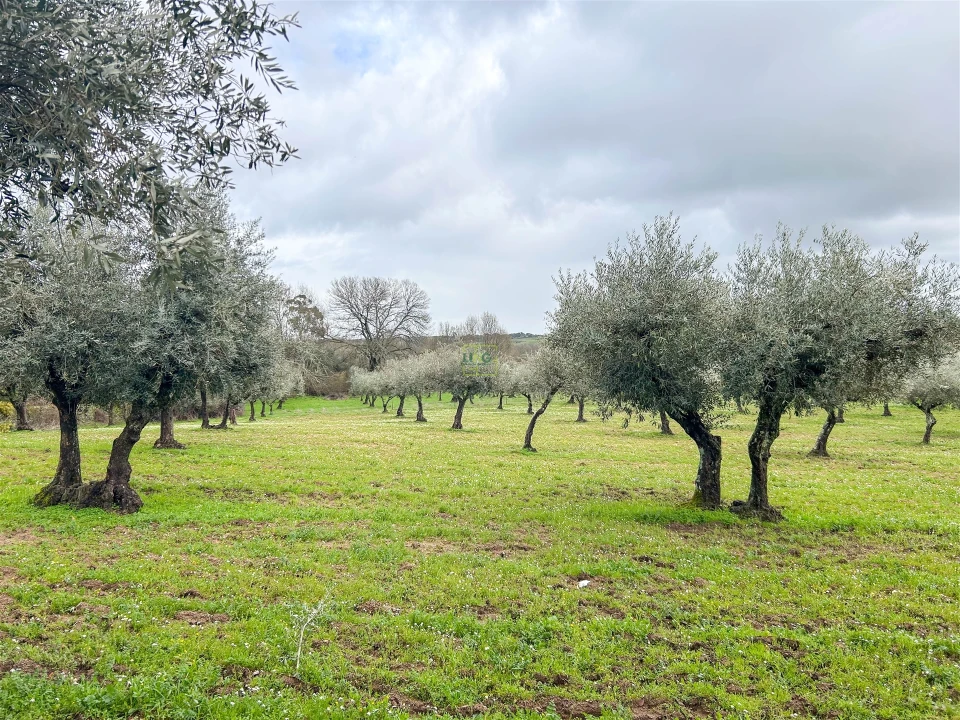 Quinta T3 para Venda em Castelo Branco Foto 17