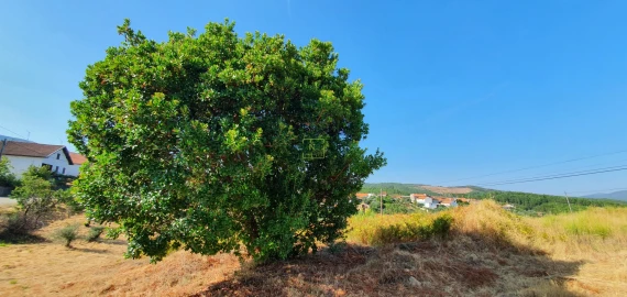 Terreno para Venda em São Vicente da Beira