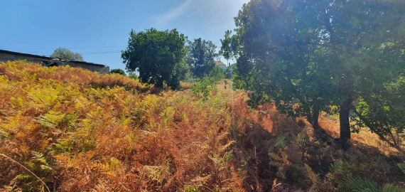 Terreno para Venda em São Vicente da Beira