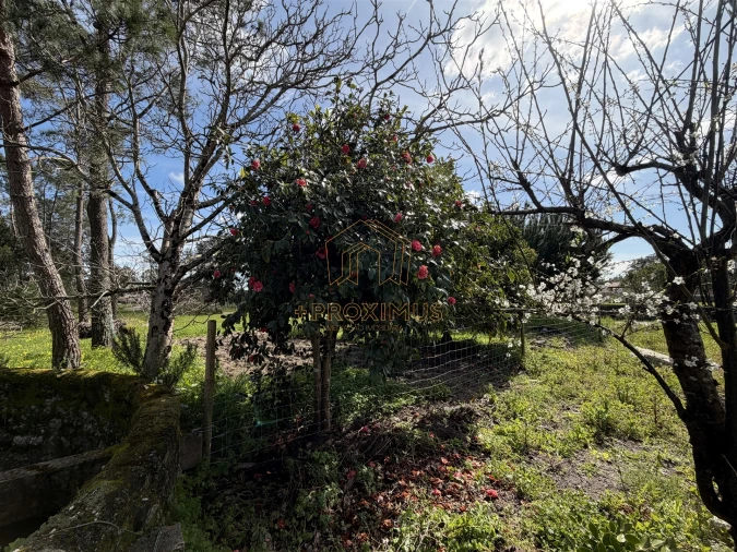 Moradia T3 para Venda em Sanguinheira Foto 54