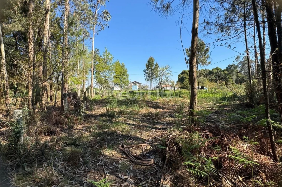 Terreno para Venda em Lemenhe, Mouquim e Jesufrei Foto 8
