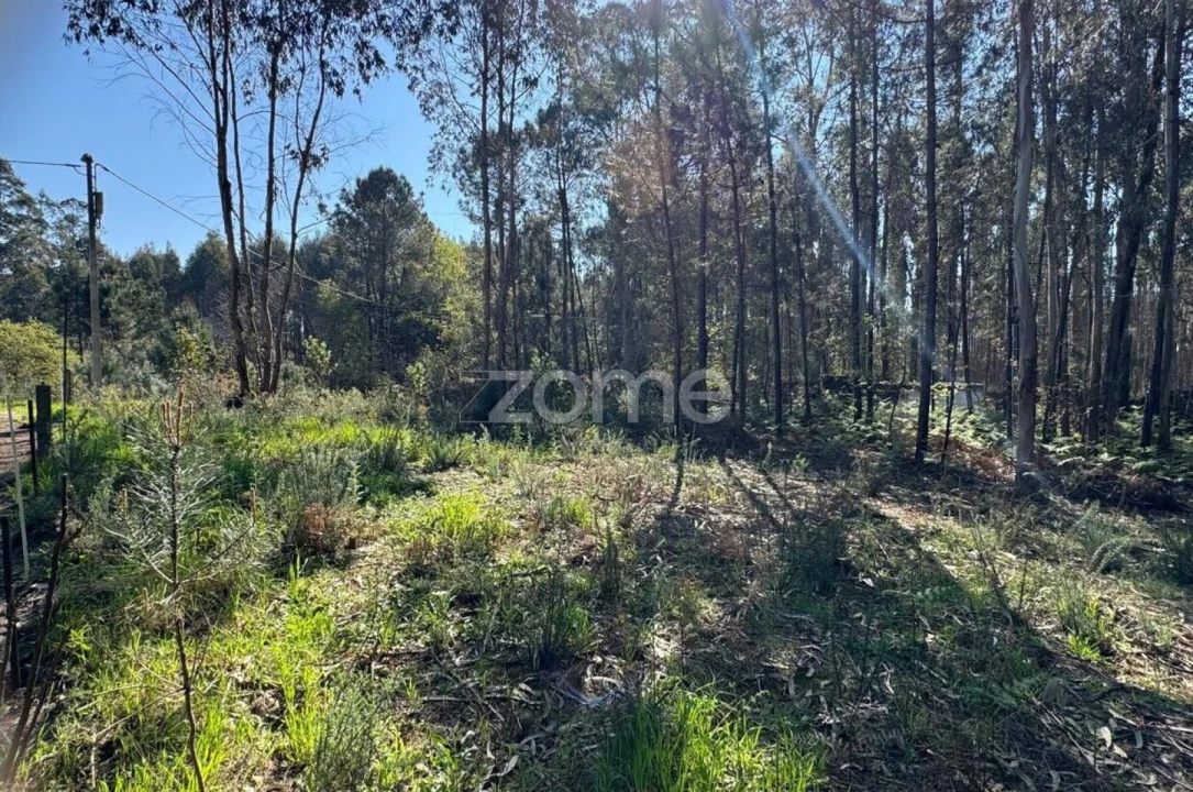 Terreno para Venda em Lemenhe, Mouquim e Jesufrei Foto 10