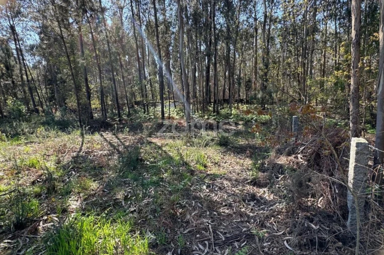 Terreno para Venda em Lemenhe, Mouquim e Jesufrei Foto 9