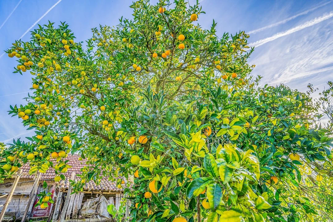 Moradia T3 para Venda em Pombal Foto 32