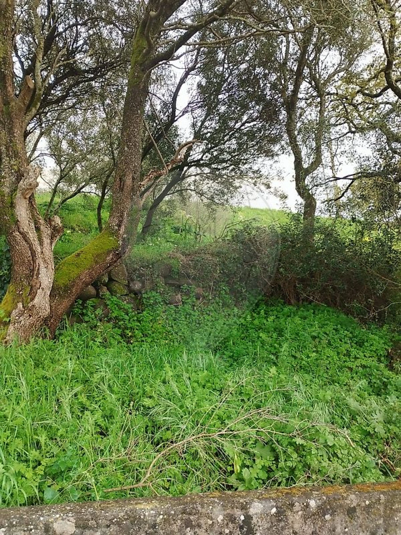 Terreno para Venda em Almargem do Bispo, Pêro Pinheiro e Montelavar Foto 2