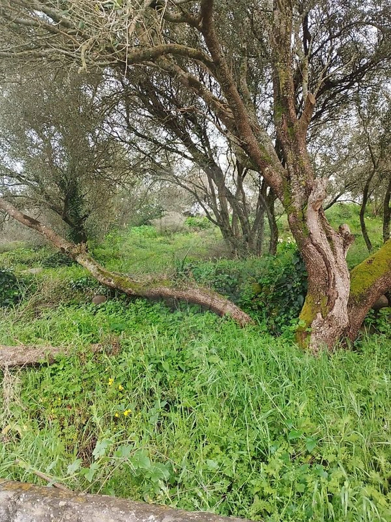 Terreno para Venda em Almargem do Bispo, Pêro Pinheiro e Montelavar Foto 1