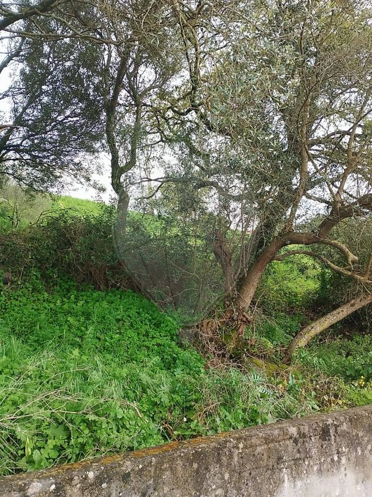 Terreno para Venda em Almargem do Bispo, Pêro Pinheiro e Montelavar Foto 4